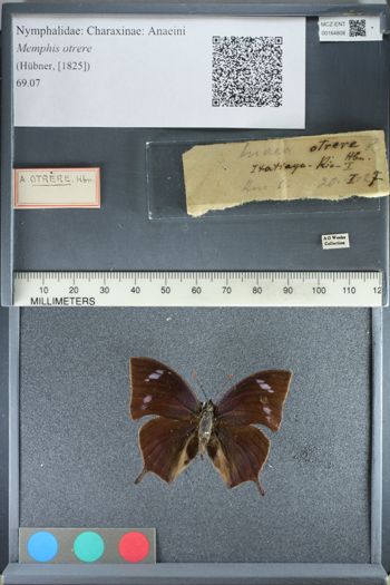 Media type: image;   Entomology 164808